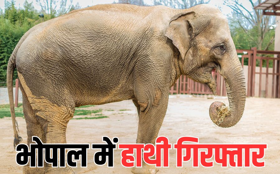 पहली बार किसी जानवर की गिरफ्तारी, जानें एक हाथी को किस जुर्म में थाने ले आई भोपाल पुलिस